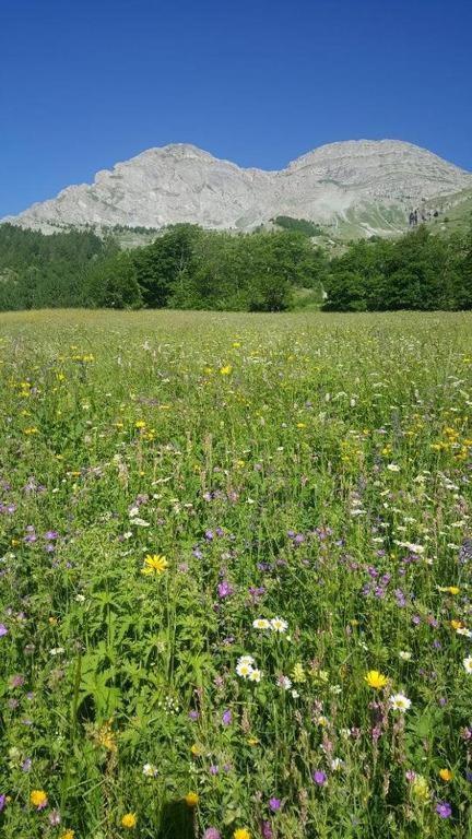 Chalet Miel De La Cayolle-Estenc Entraunes Eksteriør billede